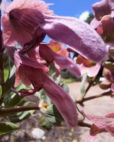 Salvia lanceolata flowers at an angle